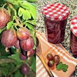 Jam z gooseberry - 10 receptů pro vaření pro zimu